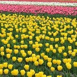 40万本のチューリップが咲く 羽村チューリップまつり