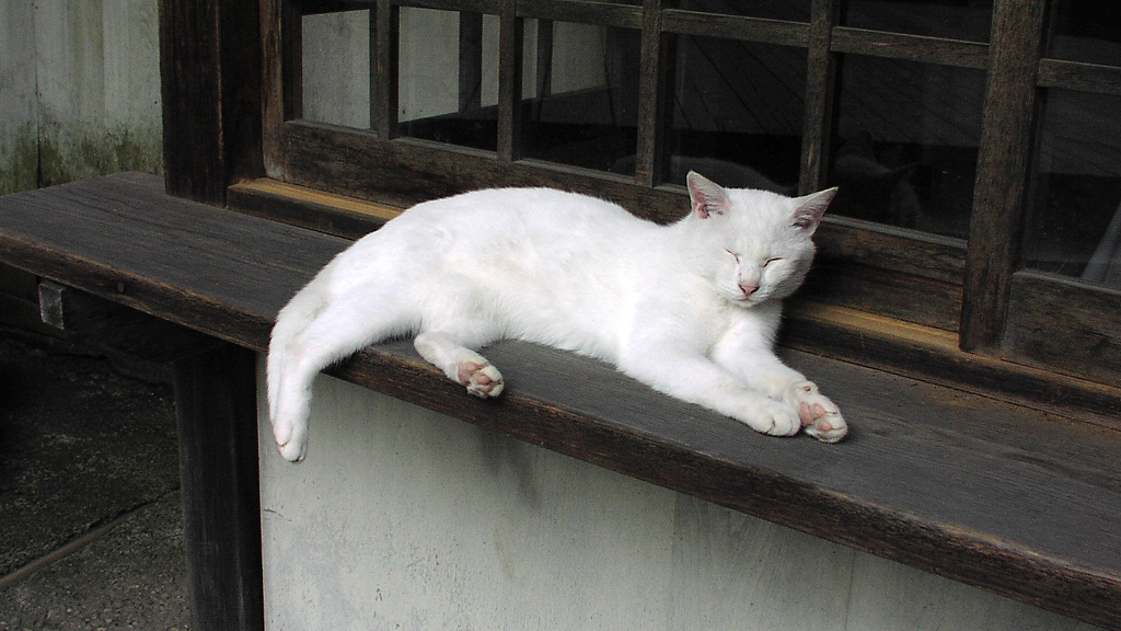白猫、伊佐須美神社